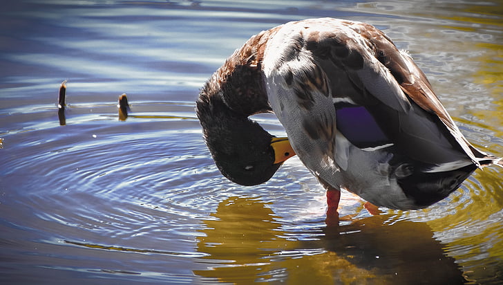 duck, pond, waterfowl, bird, lake, nature, reflection