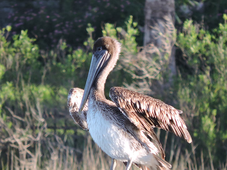 pelican, bird, nature