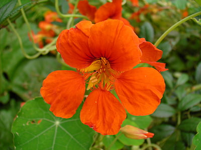 lilled, nasturtiums, oranž, mungalill, Tropaeolum, Flora
