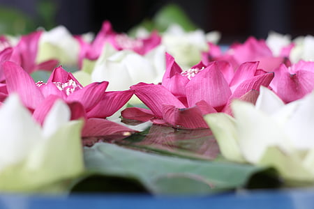 Lotus, květ, závod, růžová, Asie, klid