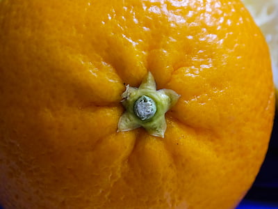 frugt, orange, mad og drikke, c-vitamin, Citrus, naturlige, saftige