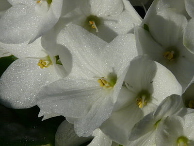 flower, hydrangea, blossom, bloom, inflorescence, white, silver