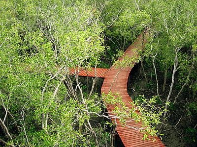 bosque de manglar, bosques intermareales, verde, naturaleza, madera, viajes, árboles