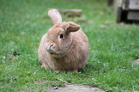 rabbit, bunny, animal, cute, furry, pet, easter