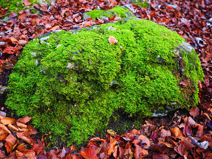 sten, Moss, bemoost, grön, övervuxna, Självklart, skogen