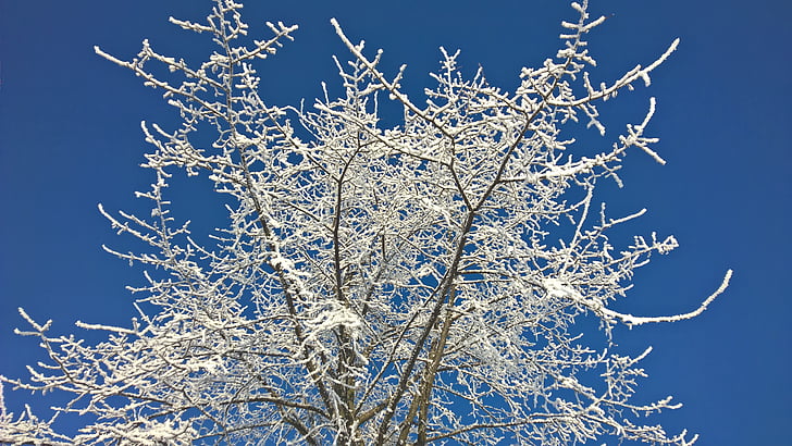 vinter, snö, solen, träd, blå himmel, rimfrosten, vintrig