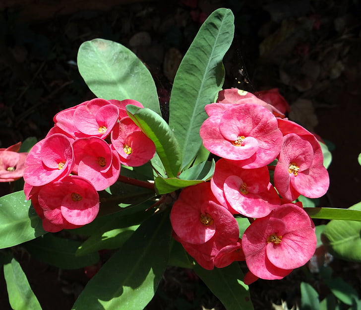 Euphorbia, rozā, puķe, hubli, nrupatunga betta, Indija