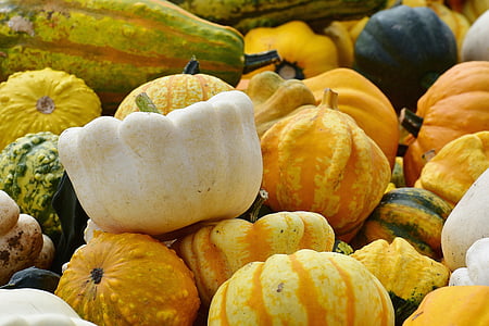 zucche, autunno, decorazione di autunno, vendemmia, zucche decorative, decorazione, arancio