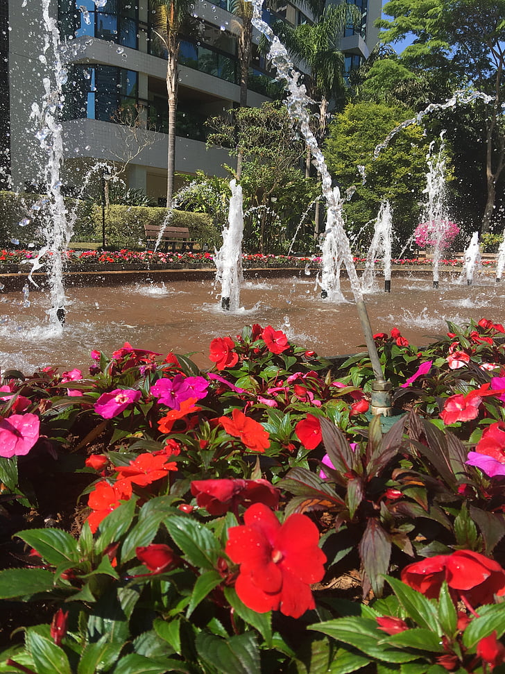 Fontana, cvijet, krajolik, vrt, proljeće, cvijeće, latice