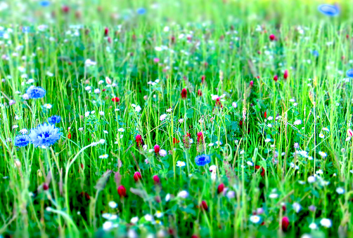 flower meadow, flowers, meadow, nature, summer, bloom, spring