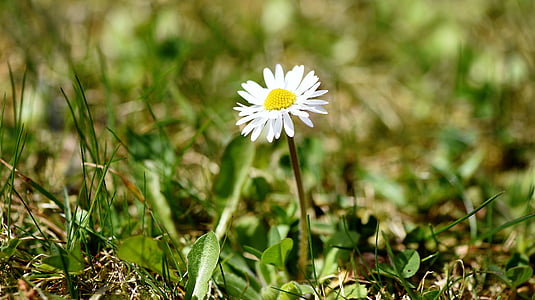 Daisy, fleur pointue, fleur, Blossom, Bloom, blanc, plante