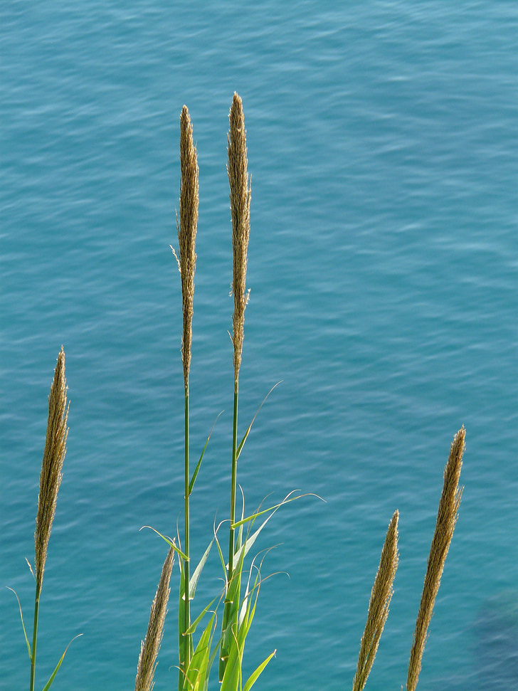 rush, grass, plant, water, sea, ocean