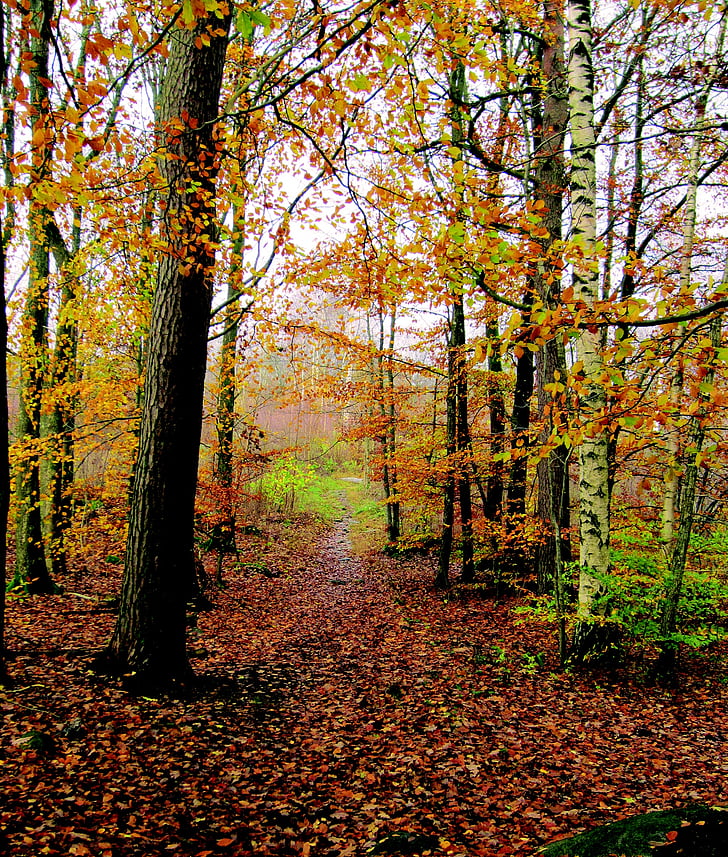 jesień, autumn drzewa, lasu, liść, Żółte liście