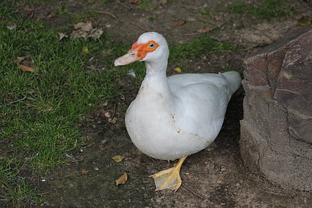 duck, white, green, red, earth, grass, white duck