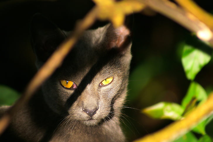 con mèo, hoang dã, mèo, Nhìn, bí ẩn, mèo nhìn, Cat's eyes