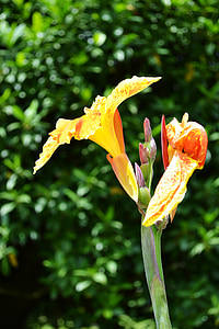 fleur jaune, fleurs, nature, jardin, Peradeniya, Sri lanka, Mawanella