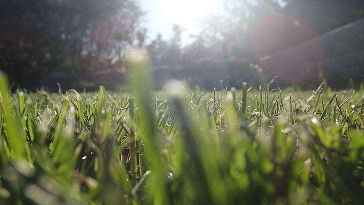 grass, straws, sun, spring, summer, green, lawn