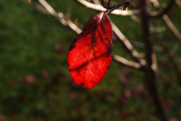 sheet, autumn, sun, sunlight, red, fall colors, branch