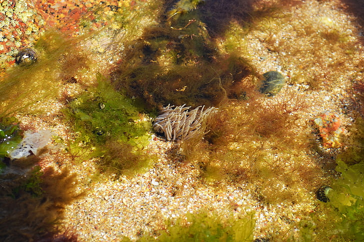 beadlet anemone, öppna anemone, Anemone, Actinia equina, havet, varelse, Marine
