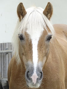 horse, nostrils, mare, gaul, animals, light brown, white