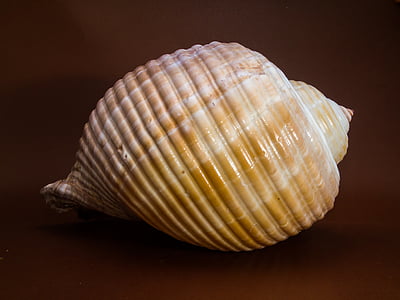 Shell, siput, Tutup