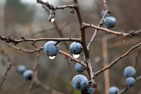 berry, blackthorn, branch, close-up, crop, dew, dewdrops