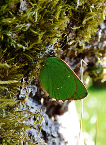 leptir, zelena leptir, brucoš, kukac, krila, Zelena krila, priroda