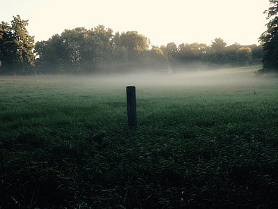 meadow, field, mist, grass, green, summer, green field