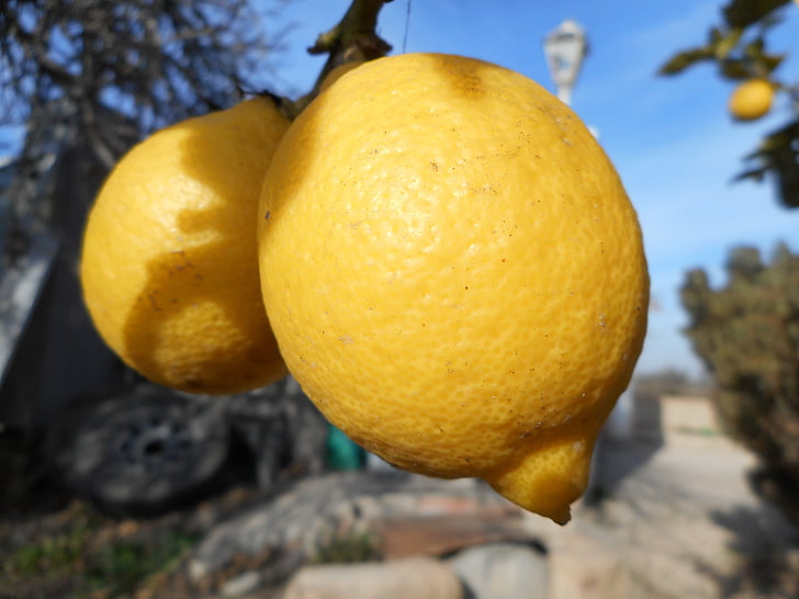 lemon, fruit, mediterranean, yellow, acidity, mediterranean countryside