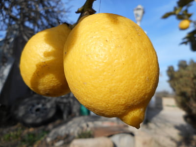 limone, frutta, Mediterraneo, giallo, acidità, campagna mediterranea