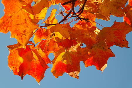 maple leaves, leaves, autumn, fall color, branch, maple, acer platanoides