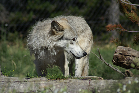 늑대, 자연, 동물