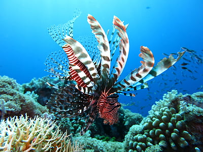lionfish, scuba diving, underwater, sea, reef, ocean, tropical