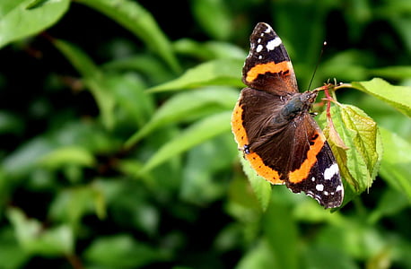 bướm, Thiên nhiên, mùa hè, côn trùng, đầy màu sắc, cánh, Hoa
