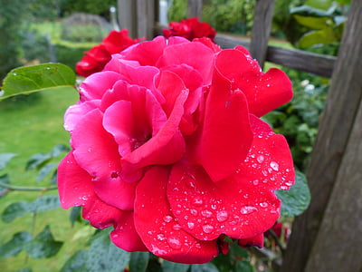 rose, red, moist, dew, drip, romantic, blossom