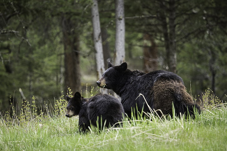 zwarte beren, wandelen, dieren in het wild, natuur, grote, bont, habitat