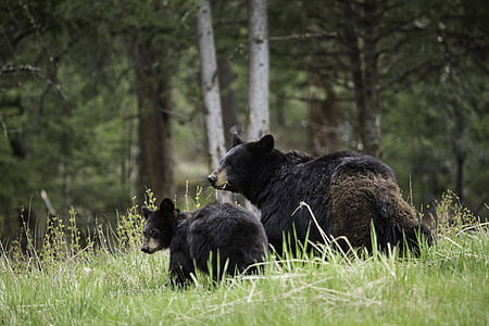 black bears, walking, wildlife, nature, big, fur, habitat