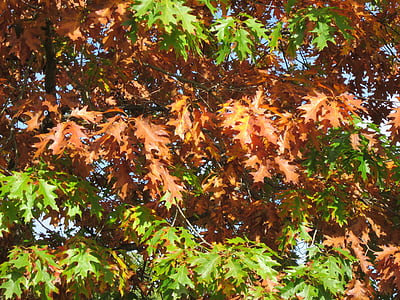 コナラのヤマモモ, 北の赤いカシ, オークのチャンピオン, 葉, 秋, 紅葉, ツリー