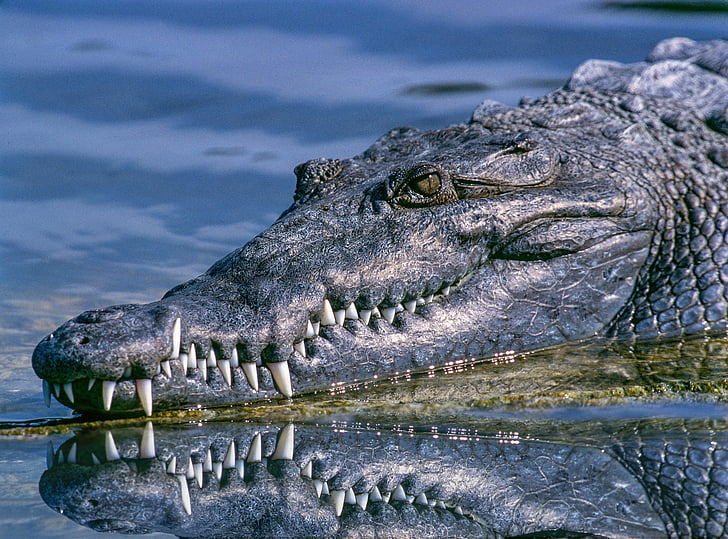 aligátor, zviera, zvieracie fotografiu, detail, Krokodíl, nebezpečné, tesáky