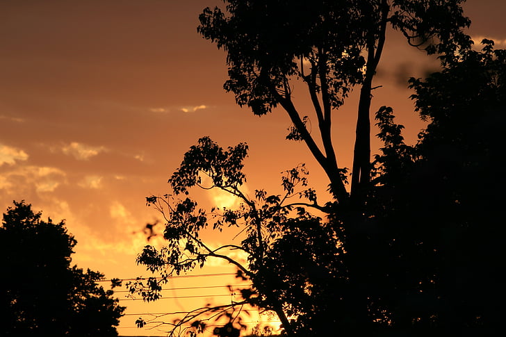 dusk, dawn, tree, silhouette, sunset, gold, orange