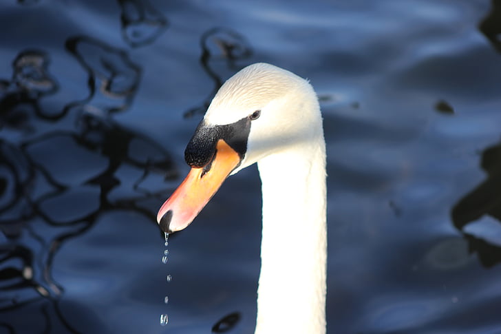 swan, animal, water bird, duck bird, animal world, lake, gooseneck