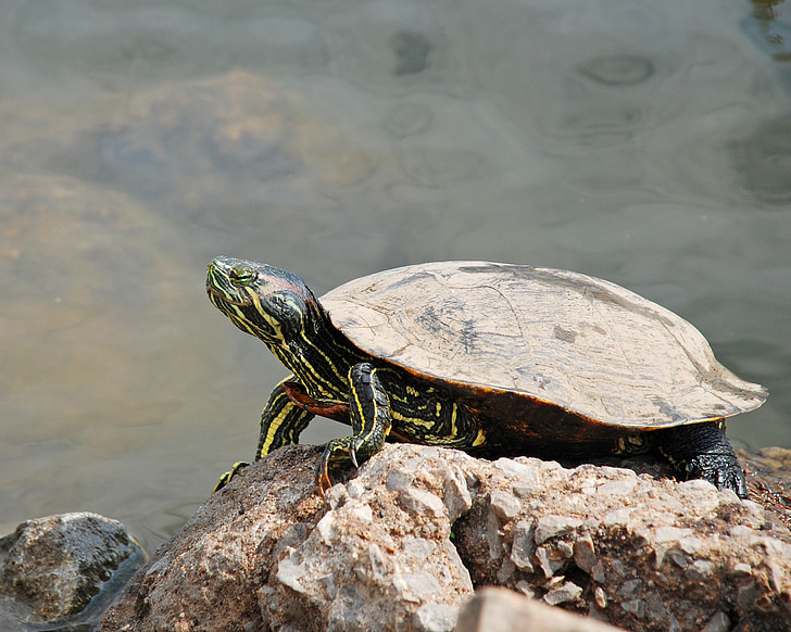 tortuga, roca, animal, naturaleza, agua, cáscara, reptil
