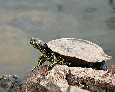 turtle, rock, animal, nature, water, shell, reptile