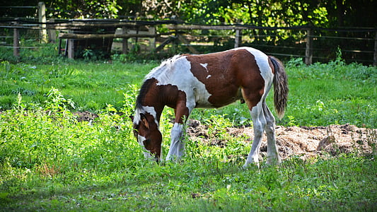kuda, foal, hewan, padang rumput, hewan muda, Mamalia, pertanian
