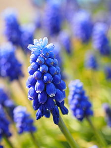 Muscari, flores, azul, Jacinto de uva comum, Jacinto, planta ornamental, planta de jardim