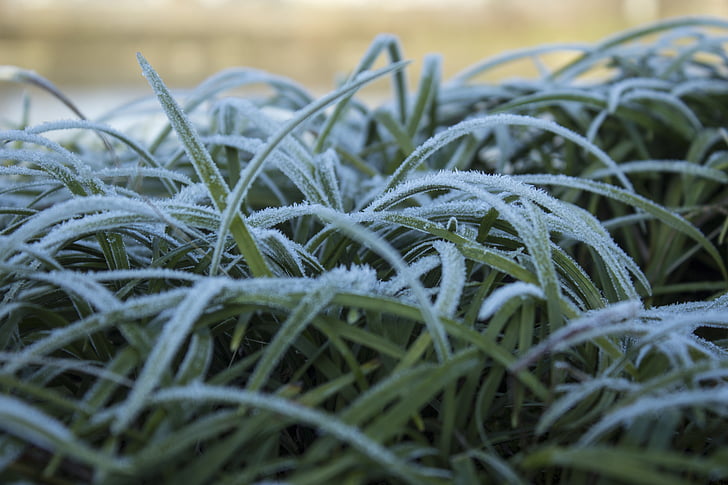 plant, frost, grass