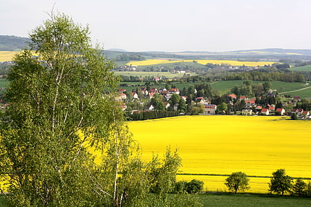 flor de violación, paisaje, amarillo, campo de colza