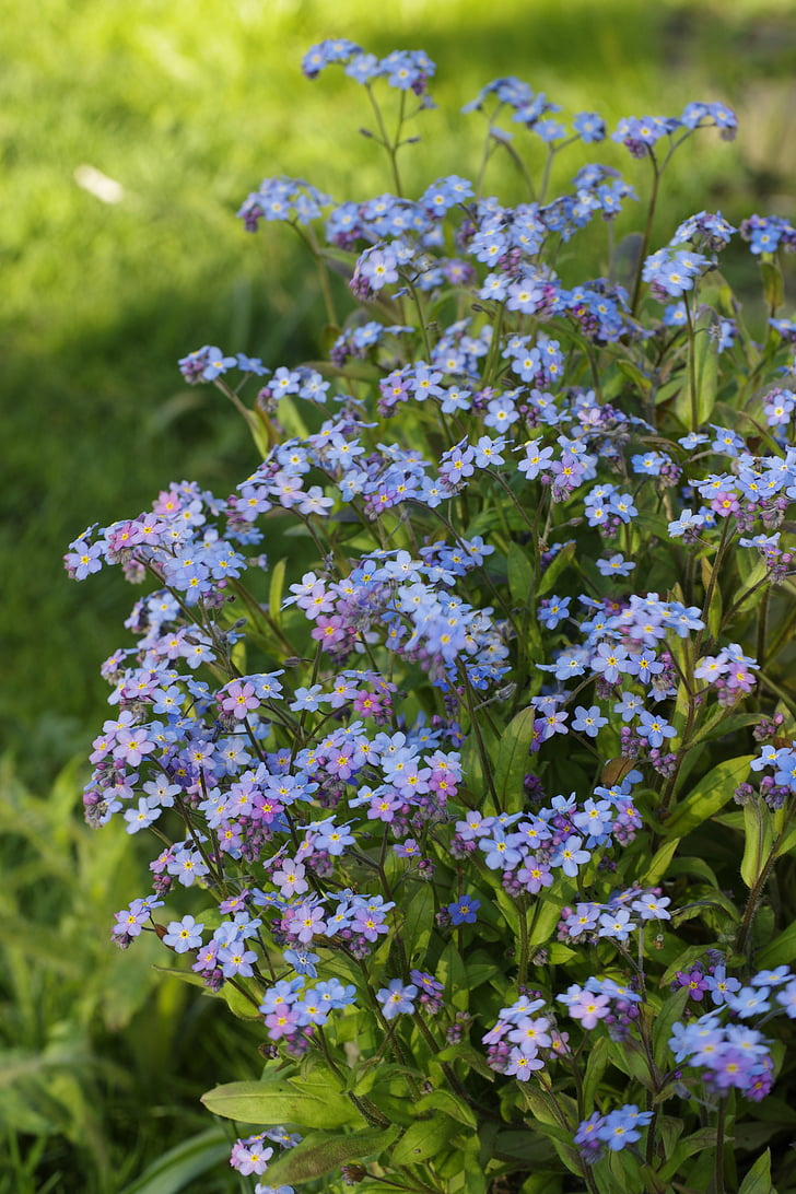 flowers, alpine forget-me-not, spring, blossom, nature