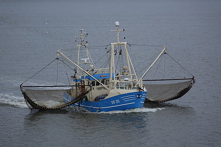 shrimp, sea, north sea, ship, fishing vessel, network, fish
