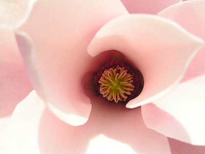 Magnolia, magnolia de tulipe, fleur, nature, plante, gros plan, fleur simple